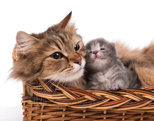 Gato siberiano bonito — Fotografia de Stock