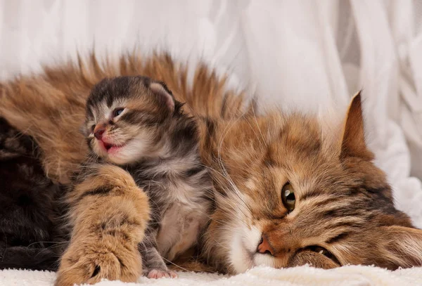 Lovely siberian cat — Stock Photo, Image