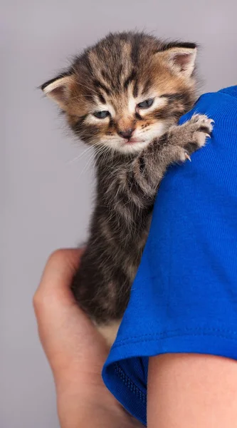 Sad little kitten — Stock Photo, Image