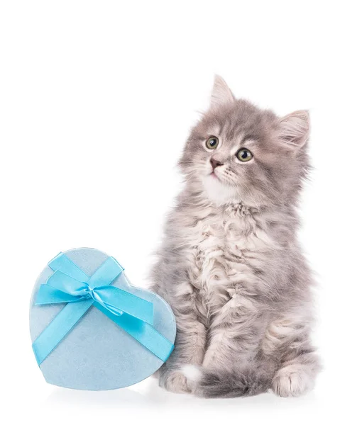 Cute fluffy kitten — Stock Photo, Image