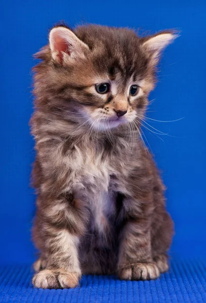 Piccolo gattino siberiano — Foto Stock