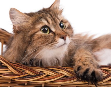 Yetişkin siberian kedi