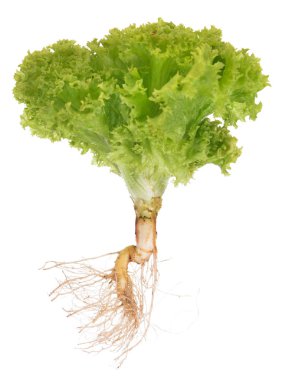 taze yeşil salata