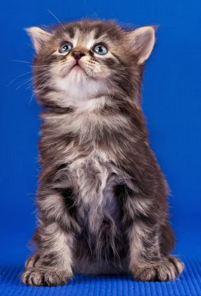 Gatinho siberiano bonito — Fotografia de Stock