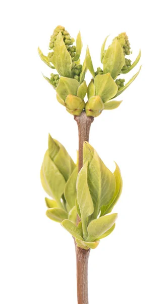 Young blossoming buds — Stock Photo, Image