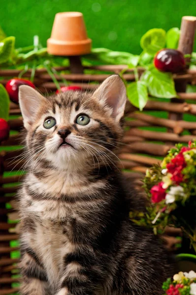 Cute little kitten — Stock Photo, Image