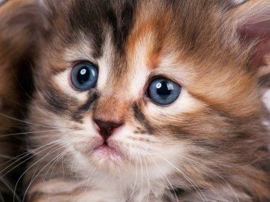 Şirin Sibirya yavru kedi