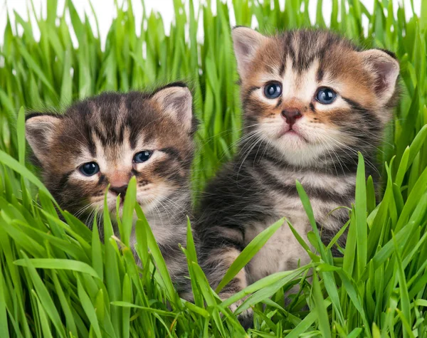 Lindos gatitos — Foto de Stock