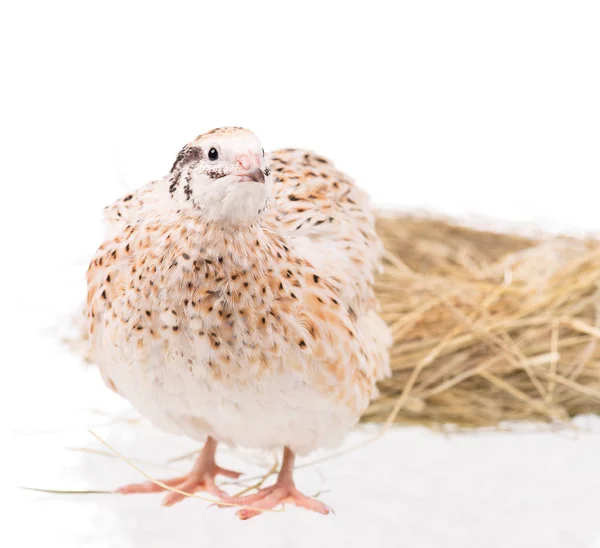 Cute young quail — Stock Photo, Image