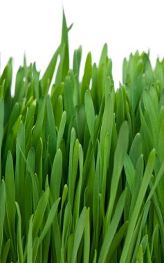 parlak yeşil çimen