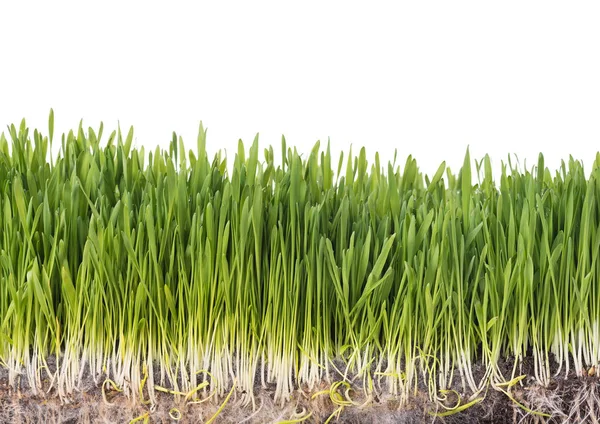 Bright green grass — Stock Photo, Image