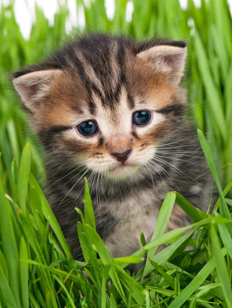 Leuk weinig katje — Stockfoto