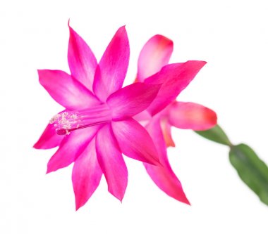 Çiçek açması Noel kaktüs