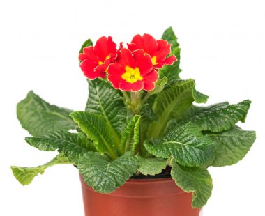 Parlak çiçek açması çuha çiçeği