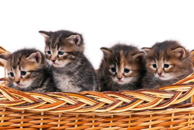 Şirin Sibirya yavru kedi