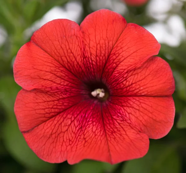 Bright red petunia — Stock Photo, Image
