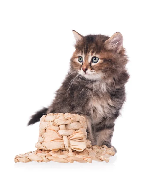 Niedliches sibirisches Kätzchen — Stockfoto