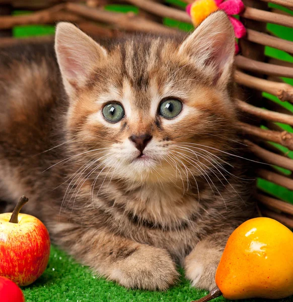 Carino gattino — Foto Stock