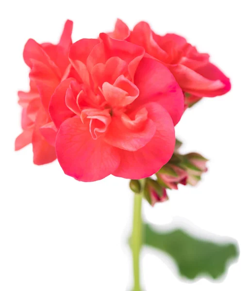 Ljust rosa geranium — Stockfoto