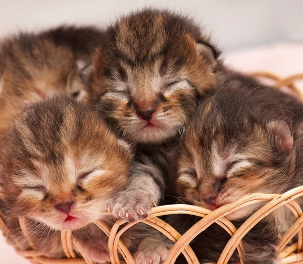 Милые новорождённые котята — стоковое фото