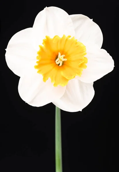 Ljusa våren narcissus — Stockfoto