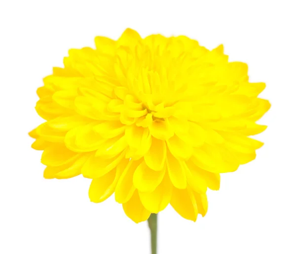 Ярко-жёлтая хризантема — стоковое фото