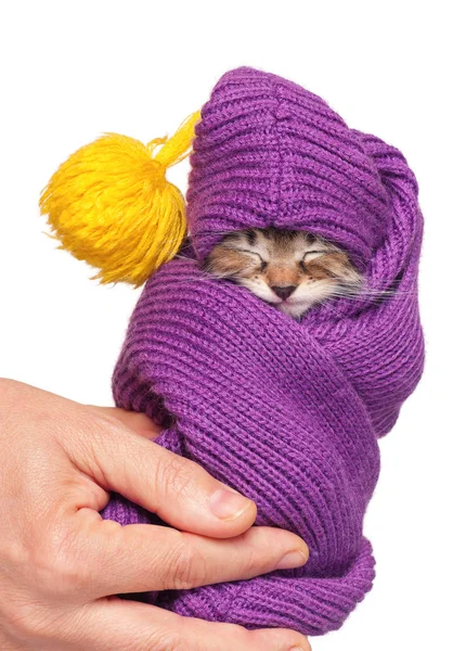 Cute little kitten — Stock Photo, Image