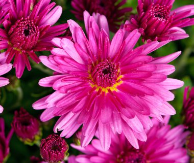 Parlak pembe krizantem