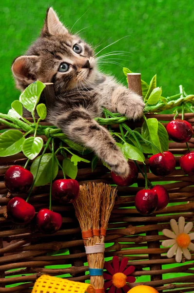 Lindo gatito — Foto de Stock