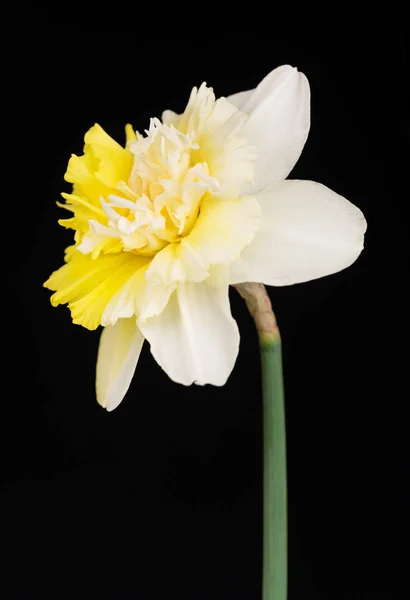 Ljusa våren narcissus — Stockfoto