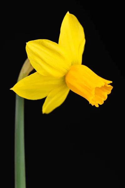 Ljusa våren narcissus — Stockfoto