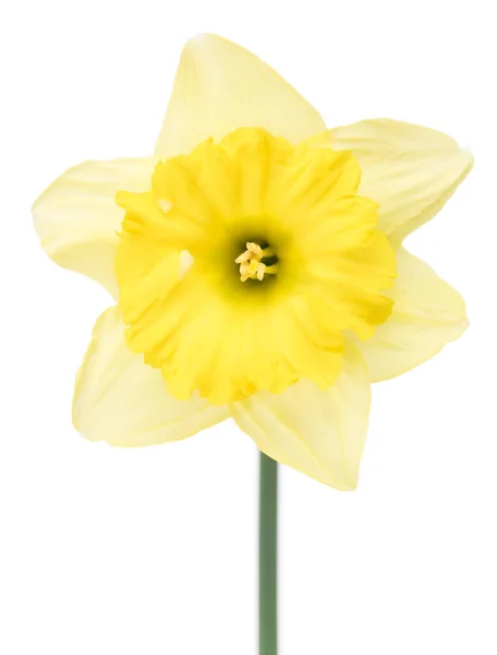 Heldere lente narcissus — Stockfoto