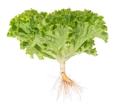 taze yeşil salata