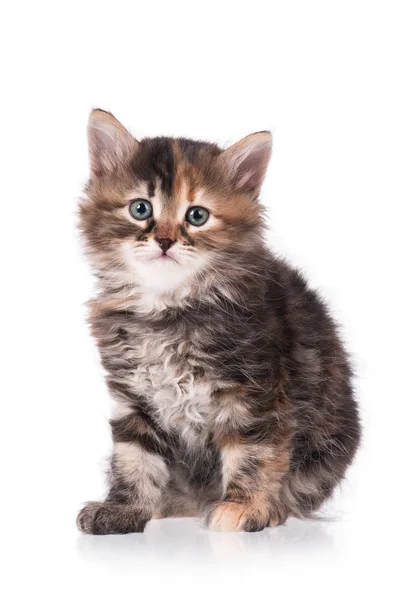 Σιβηρίας χαριτωμένο γατάκι — Φωτογραφία Αρχείου