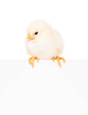 Şirin yeni doğan tavuk