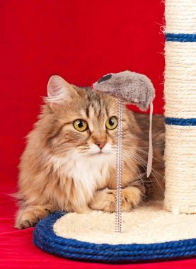 Genç siberian kedi