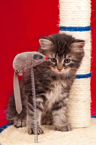 Gatinho curioso — Fotografia de Stock