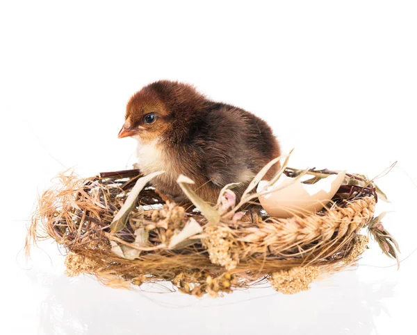 Cute newborn chicken — Stock Photo, Image