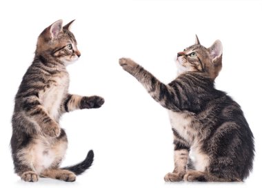 Ciddi şirin yavru kedi