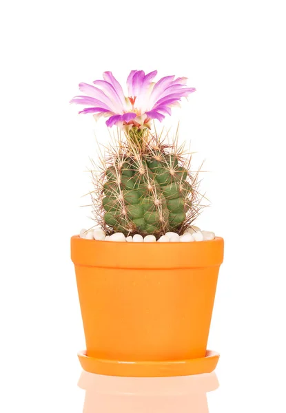 Bright cactus flower — Stock Photo, Image