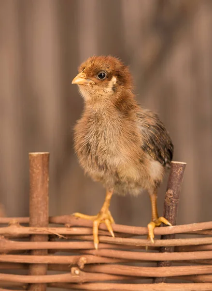 Lindo pollo recién nacido —  Fotos de Stock