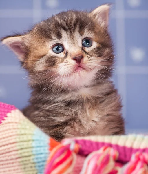 Χαριτωμένο μικρό γατάκι — Φωτογραφία Αρχείου