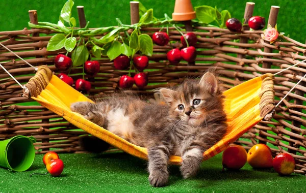 Carino morbido gattino — Foto Stock