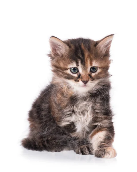 Ładny syberyjskie kociak — Zdjęcie stockowe