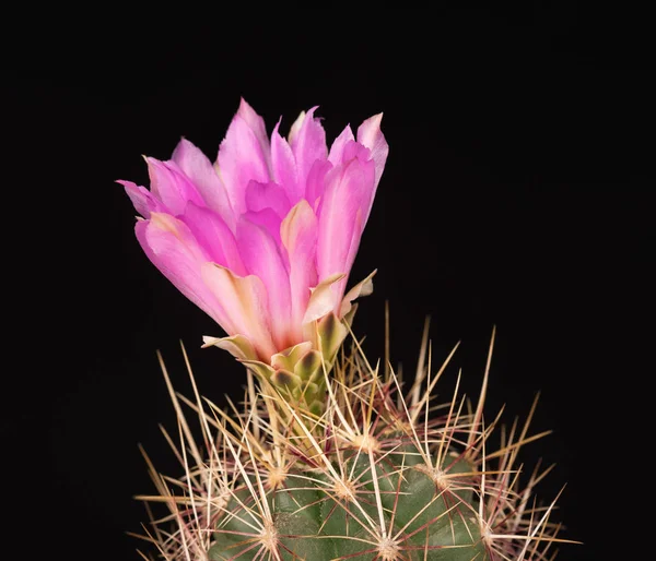 Parlak kaktüs çiçeği