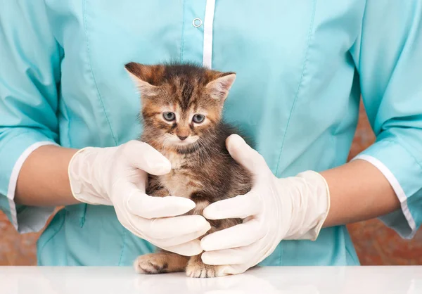 Söta lilla kattunge — Stockfoto