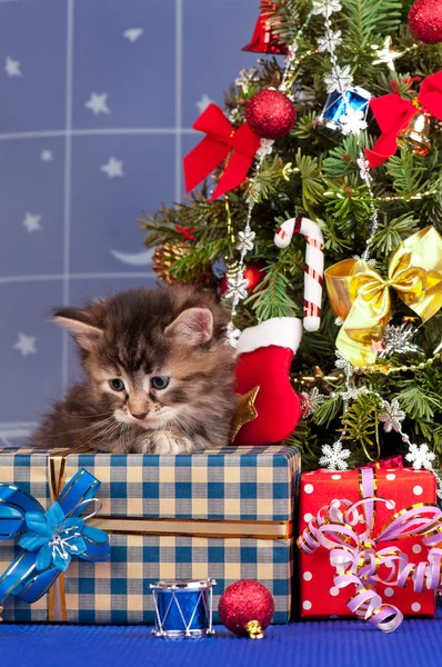 Gatinho fofo bonito — Fotografia de Stock