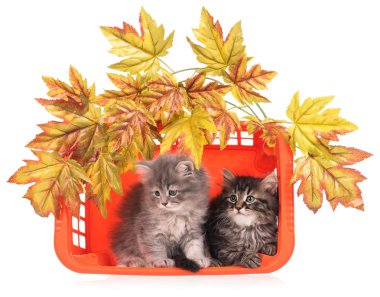 Şirin tüylü yavru kedi