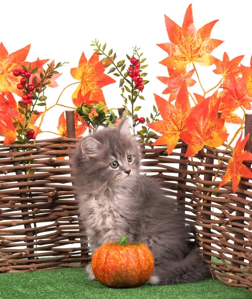 Şirin tüylü yavru kedi