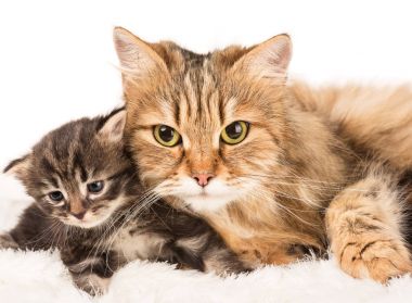 Şirin siberian kedi